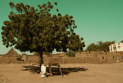 Trees by plants against clear sky