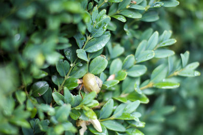 Close-up of green leaves on plant