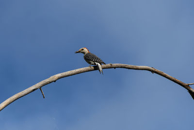 Low angle view of bird perching on branch against sky