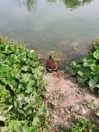 High angle view of birds in lake