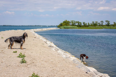 Dog on beach against sky