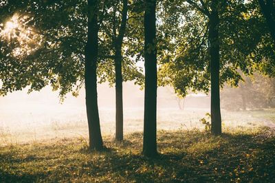 Trees on landscape at sunset