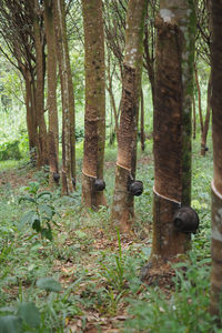 View of trees in forest