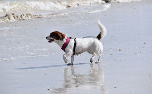 Dog running on beach