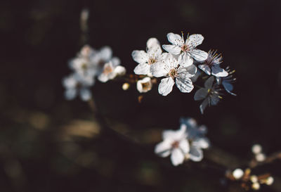 Close-up of white cherry blossoms