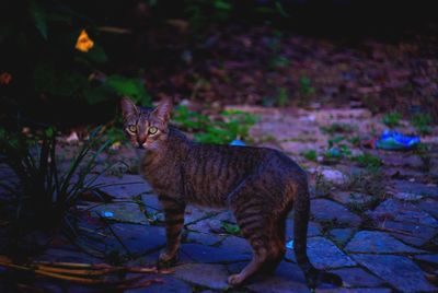 Portrait of cat standing outdoors at dusk