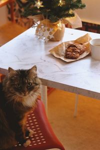 Portrait of cat sitting on table