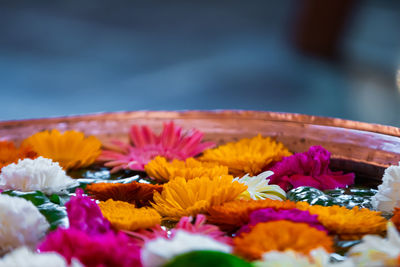 Close-up of multi colored flowering plants