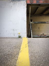 Yellow flower on road against wall