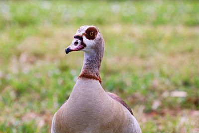 Close-up of duck on field