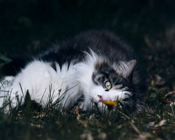 Portrait of cat lying on field