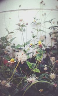 Close-up of white flowers blooming outdoors