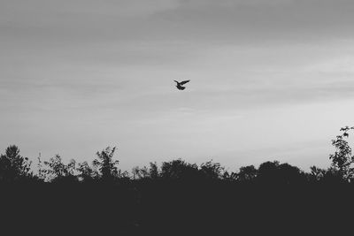 Low angle view of silhouette bird flying in sky