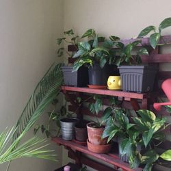 Plant in basket at home