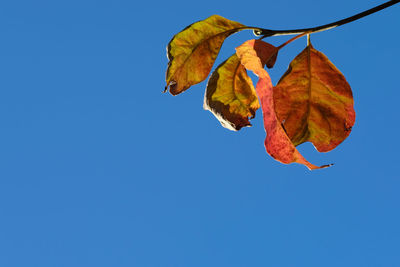 Low angle view of leaves against clear blue sky