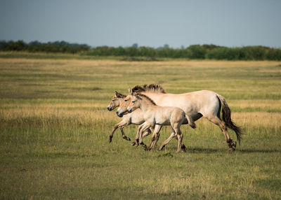 Horses on landscape against sky