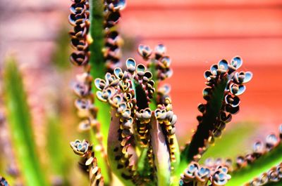 Close-up of insect on flower