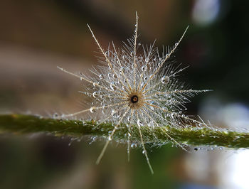 Close-up of spider web