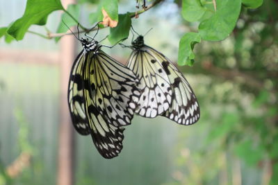 Close-up of butterfly on flower