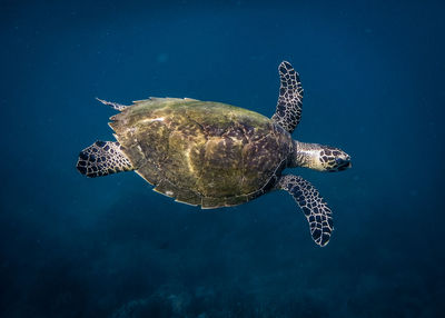 Turtle swimming in sea