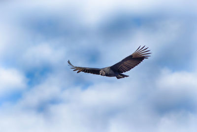 Low angle view of eagle flying in sky