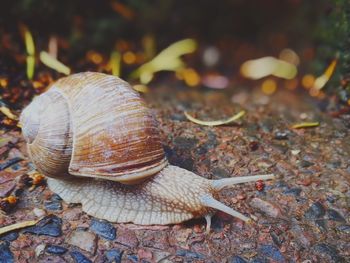 Close-up of snail on land