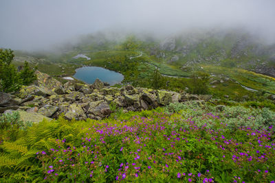 Scenic view of flowering plants on land