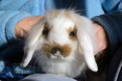 Close-up portrait of bunny