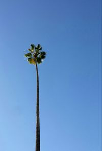 Low angle view of palm trees against clear blue sky