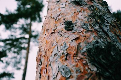 Close-up of tree trunk