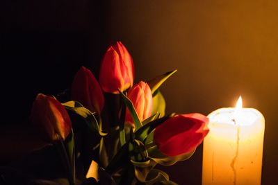 Close-up of illuminated flowers