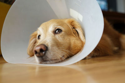 Close-up of dog lying on floor at home