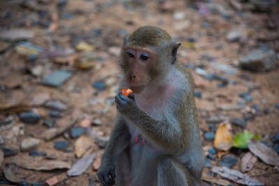 Monkey eating food on land