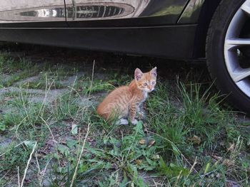 Cat in car