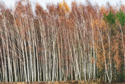 Plants growing on land during autumn