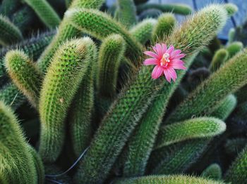 Close-up of succulent plant