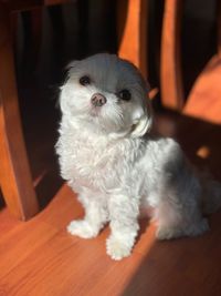 Portrait of white puppy