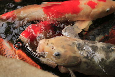 Close-up of koi carps swimming in pond