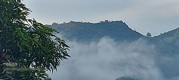 Low angle view of tree against sky during rainy season