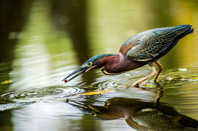 Bird drinking water from a lake