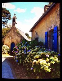 Flowers blooming against blue sky