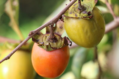 Close-up of persimmons growing on tree