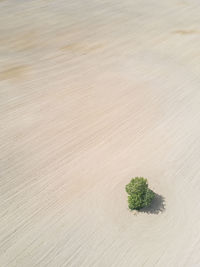 High angle view of plant growing on land