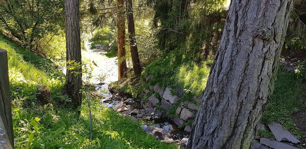 Trees growing in forest