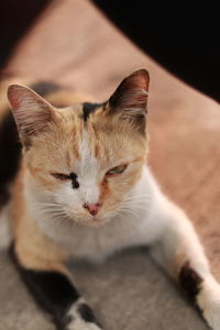 Close-up of cat resting