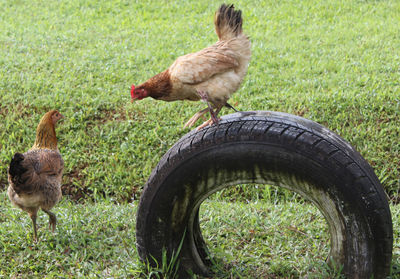 Chicken and tire in field