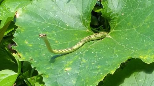 High angle view of insect on leaf