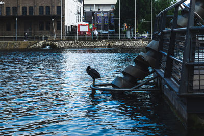 View of birds in canal