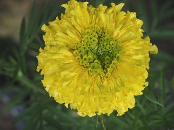 Close-up of yellow flower blooming outdoors