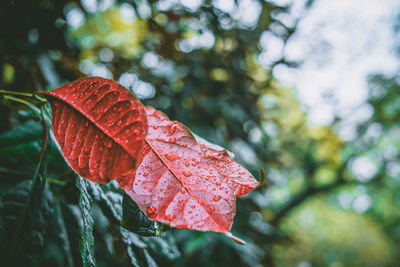 Close-up of maple leaf on tree